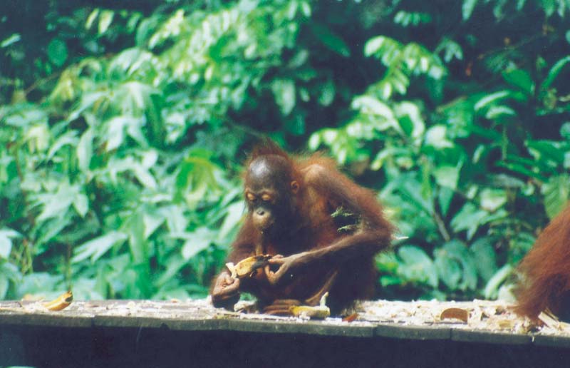 sepilok orangutan