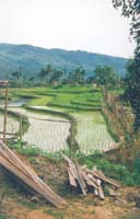 ranau paddy fields